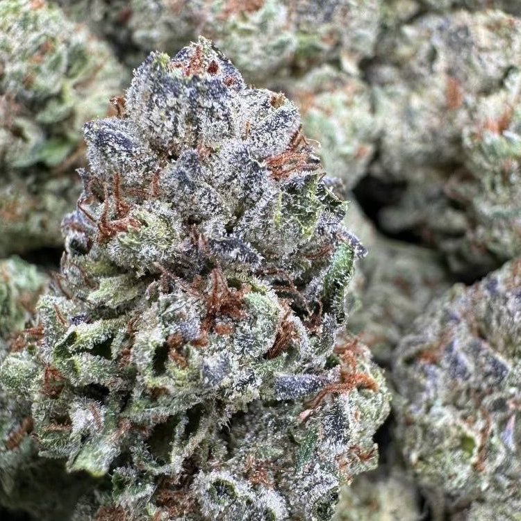 Lemon Berry Organic INDOOR (1 gram)