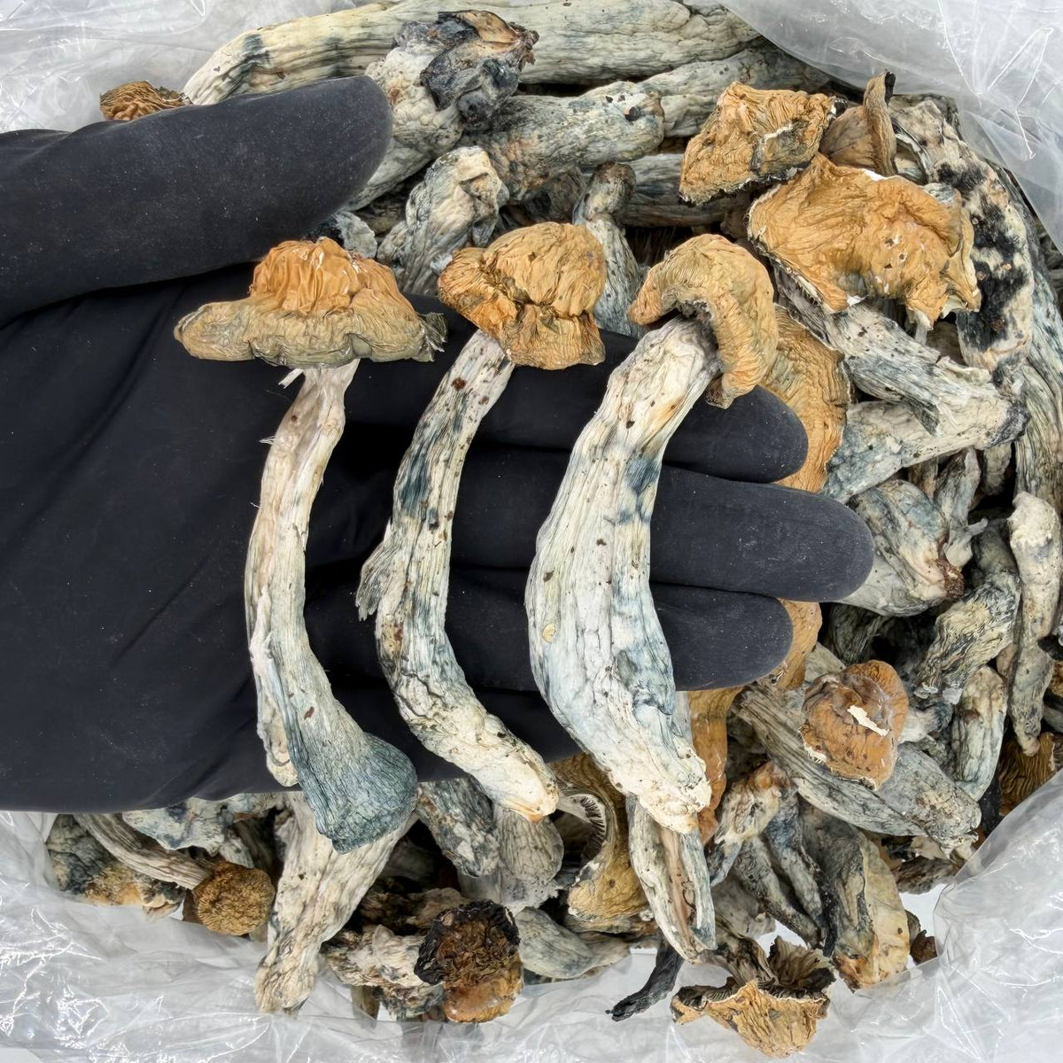Midnight Aurora Psilocybe cubensis mushrooms