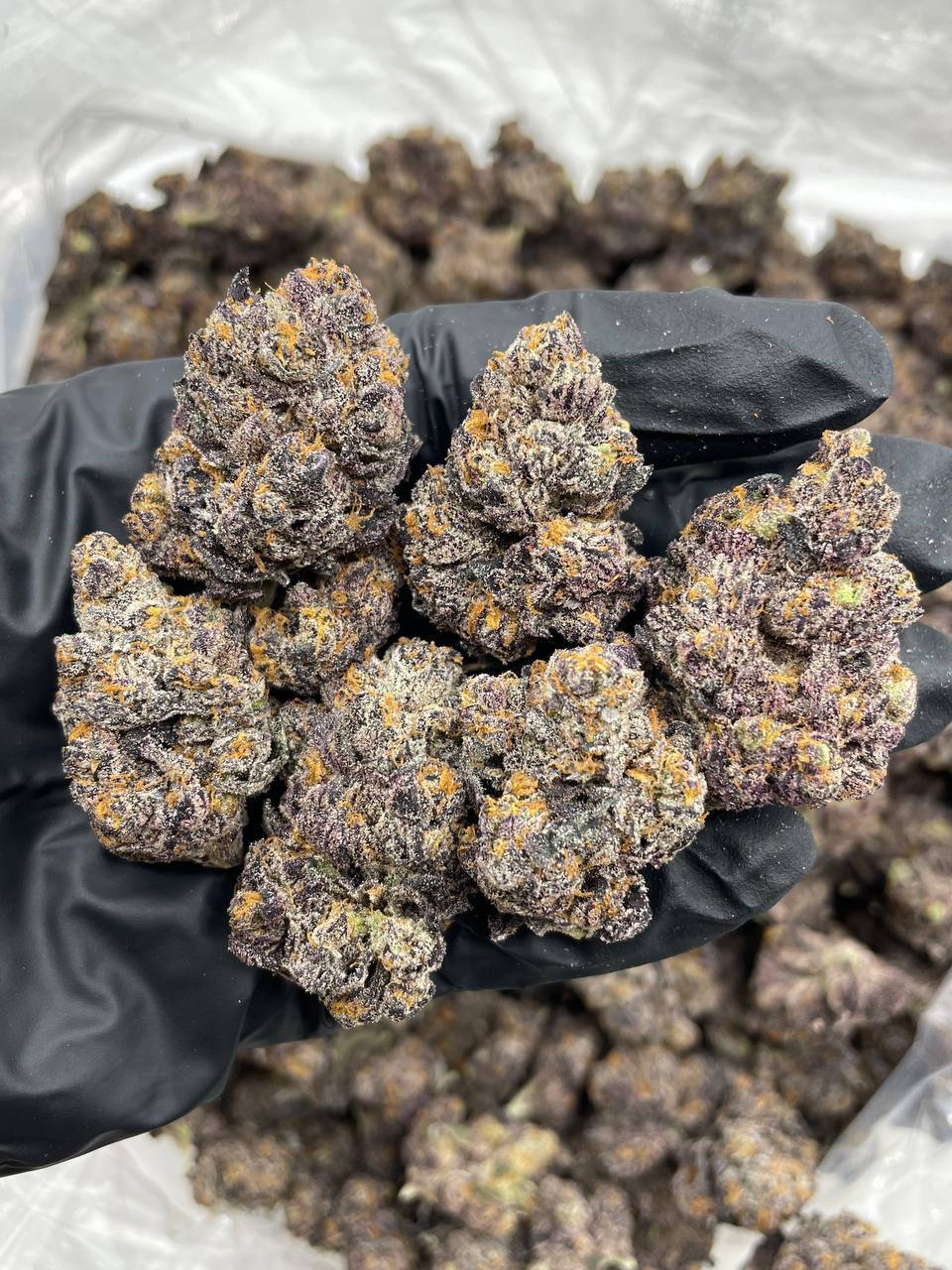 Jealousy organic Indoor