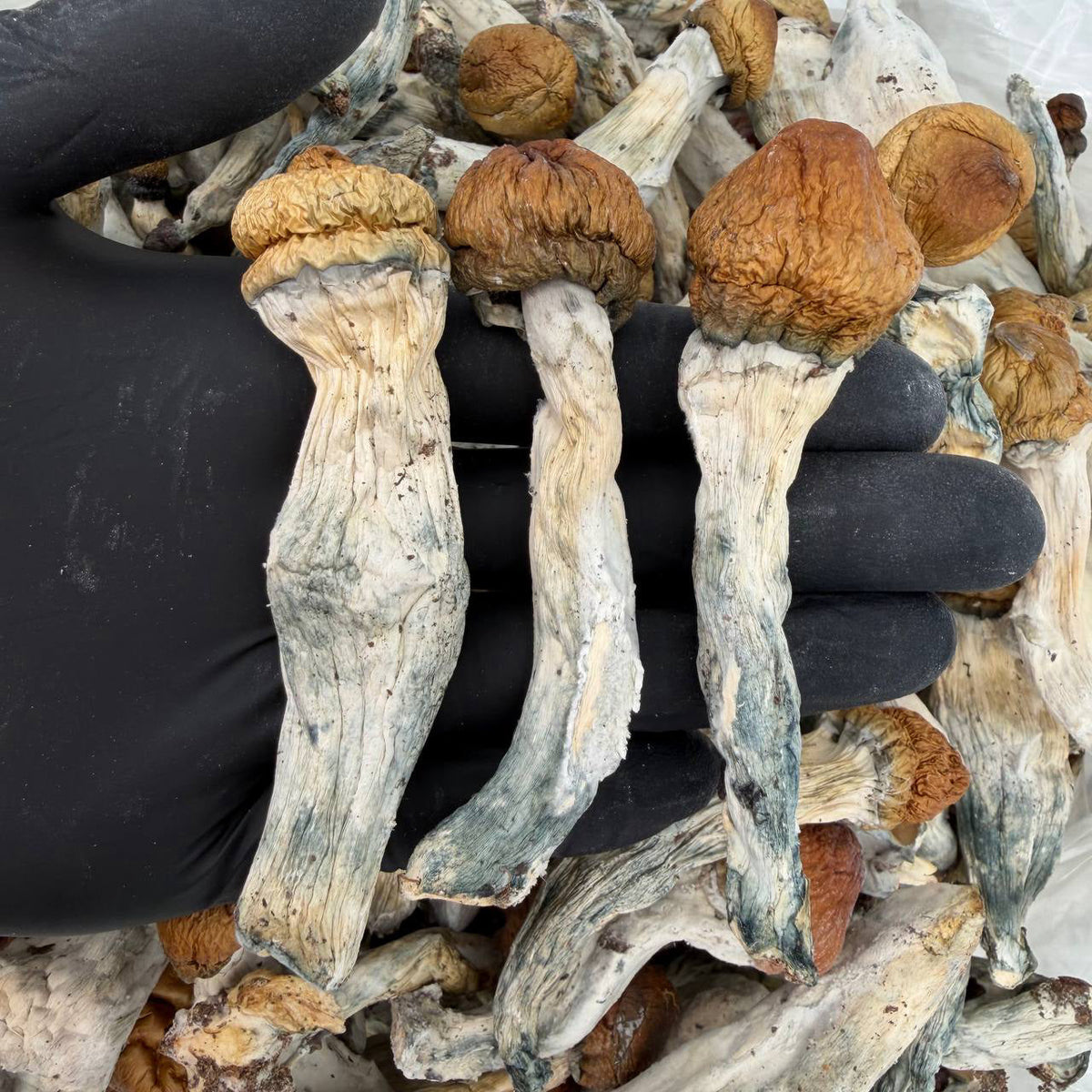 Red Mist Psilocybe cubensis mushrooms