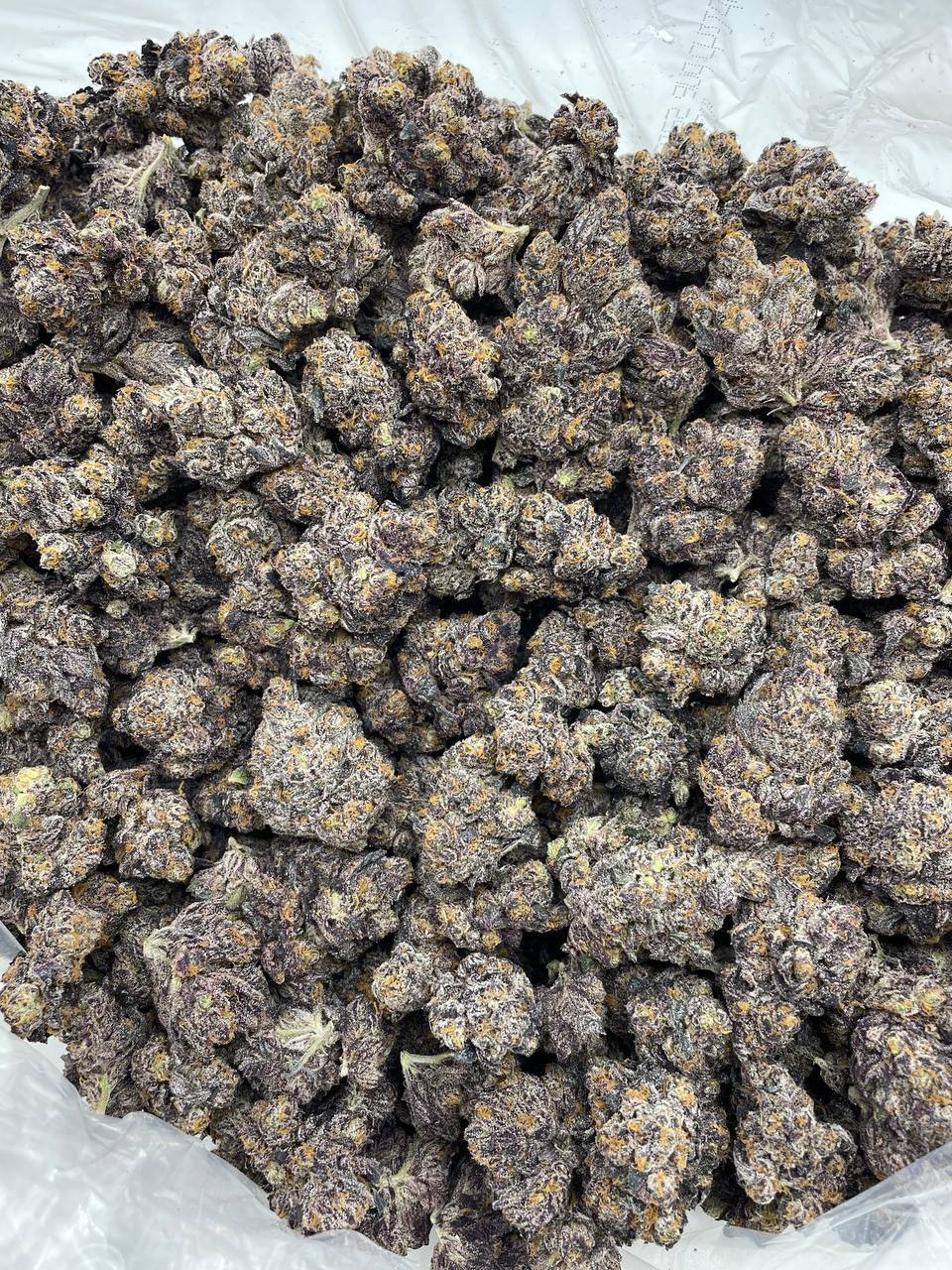 Jealousy organic Indoor