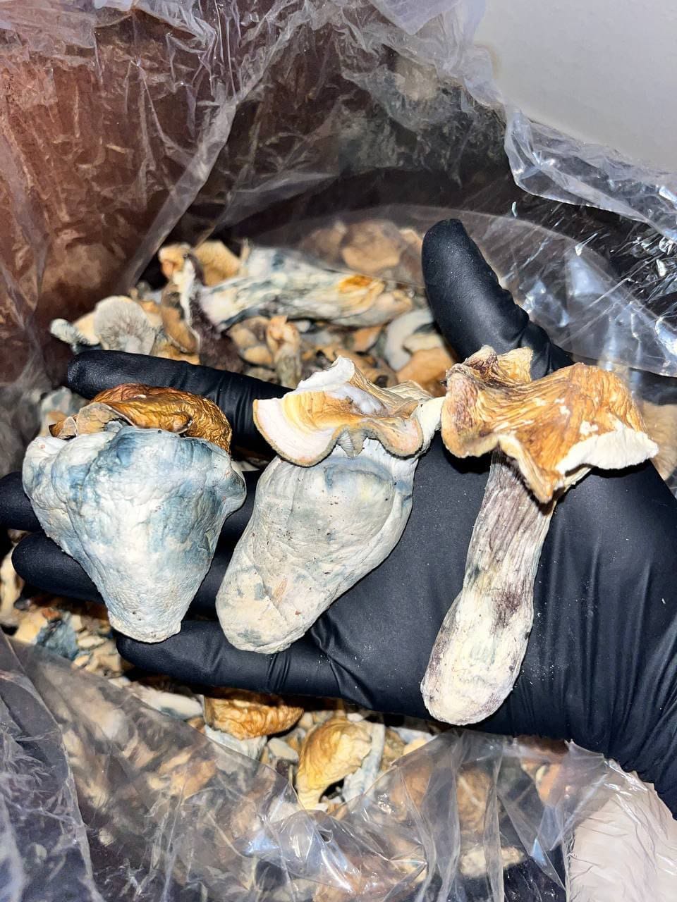 Psychedelic Magic Mushrooms (2 grams)