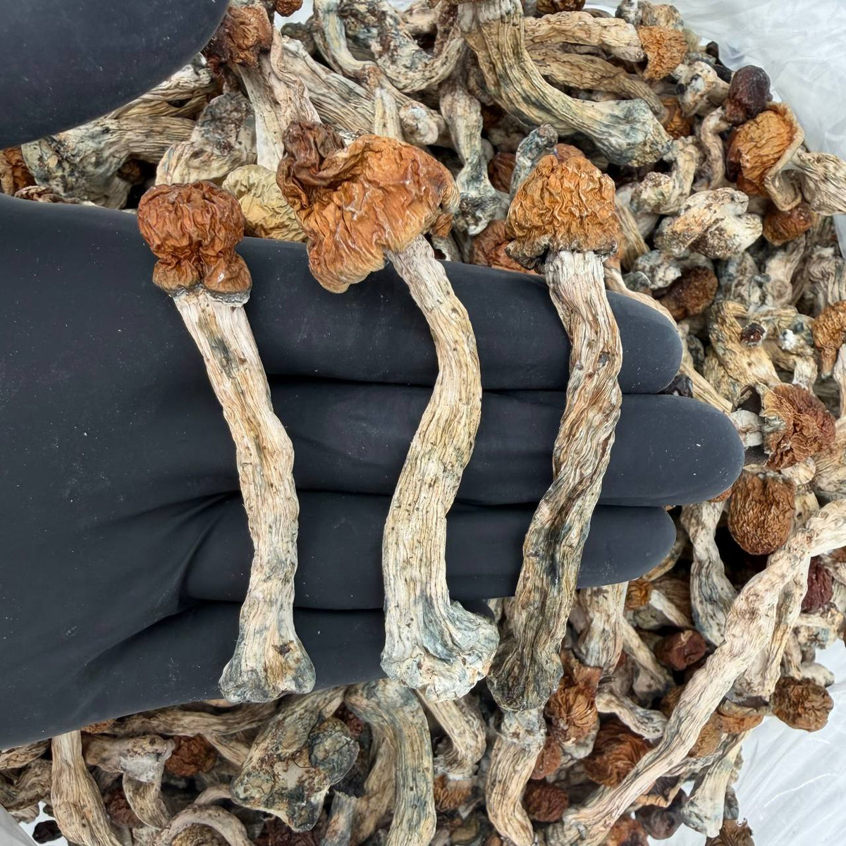 Amber Ritual Psilocybe cubensis mushrooms