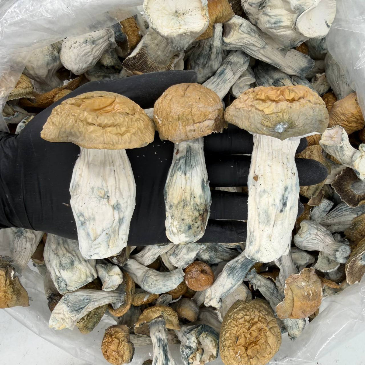 Ember Tide Psilocybe cubensis mushrooms