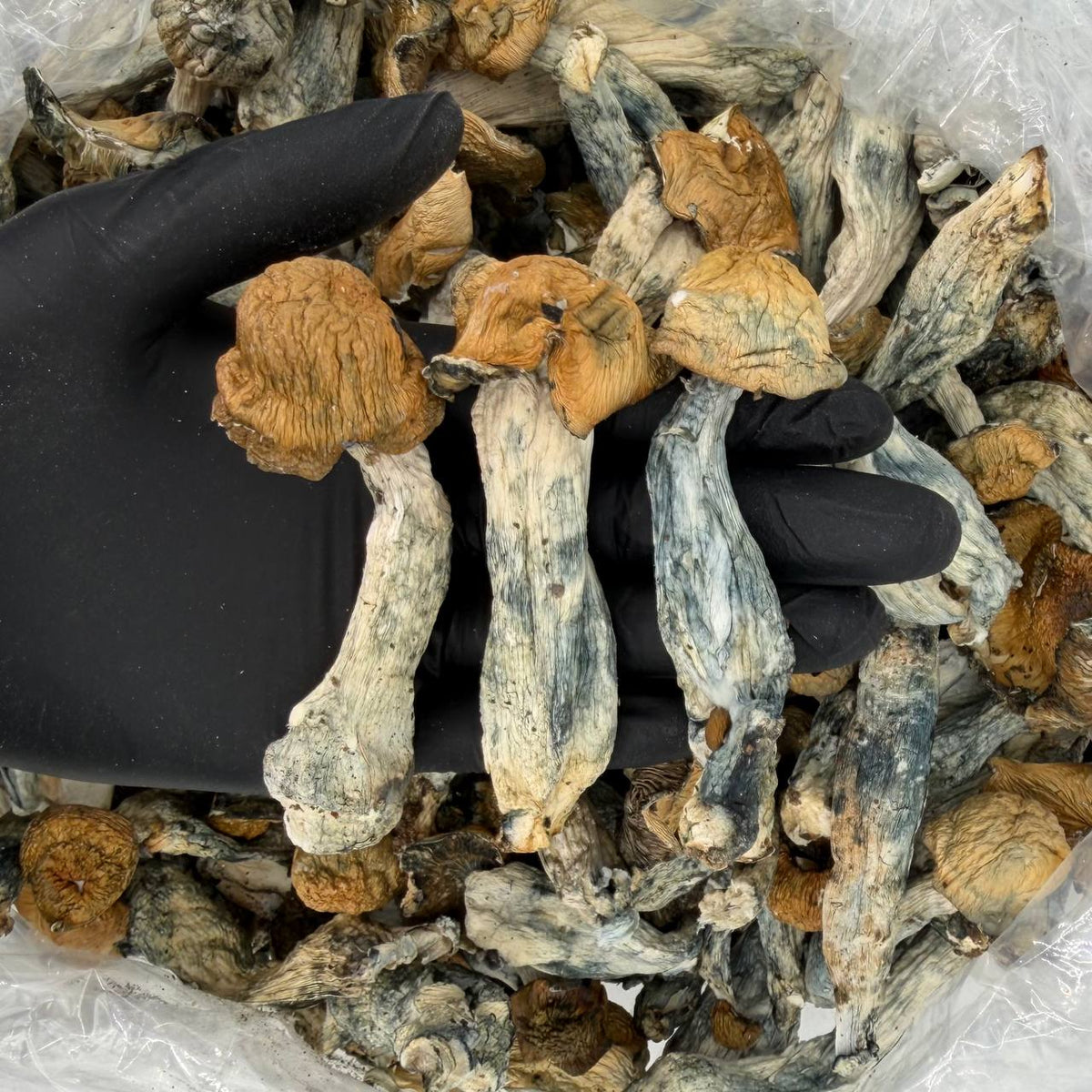 Cape Phantom Psilocybe cubensis mushrooms
