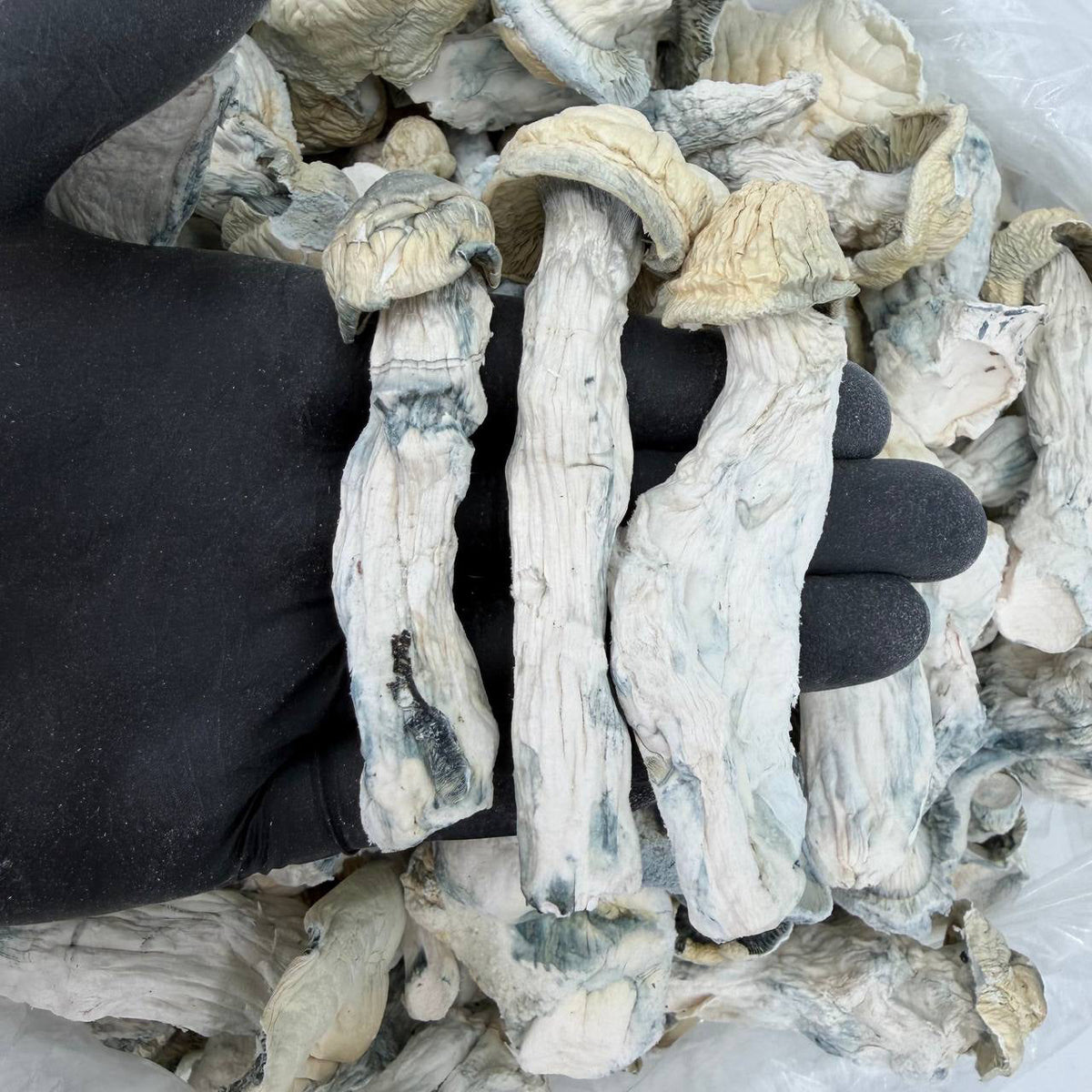 Thunder Peak Psilocybe cubensis mushrooms