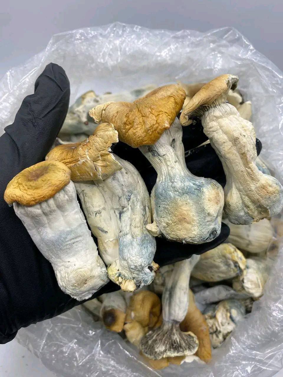 SV10 Mushrooms (Psilocybe cubensis SV-10)