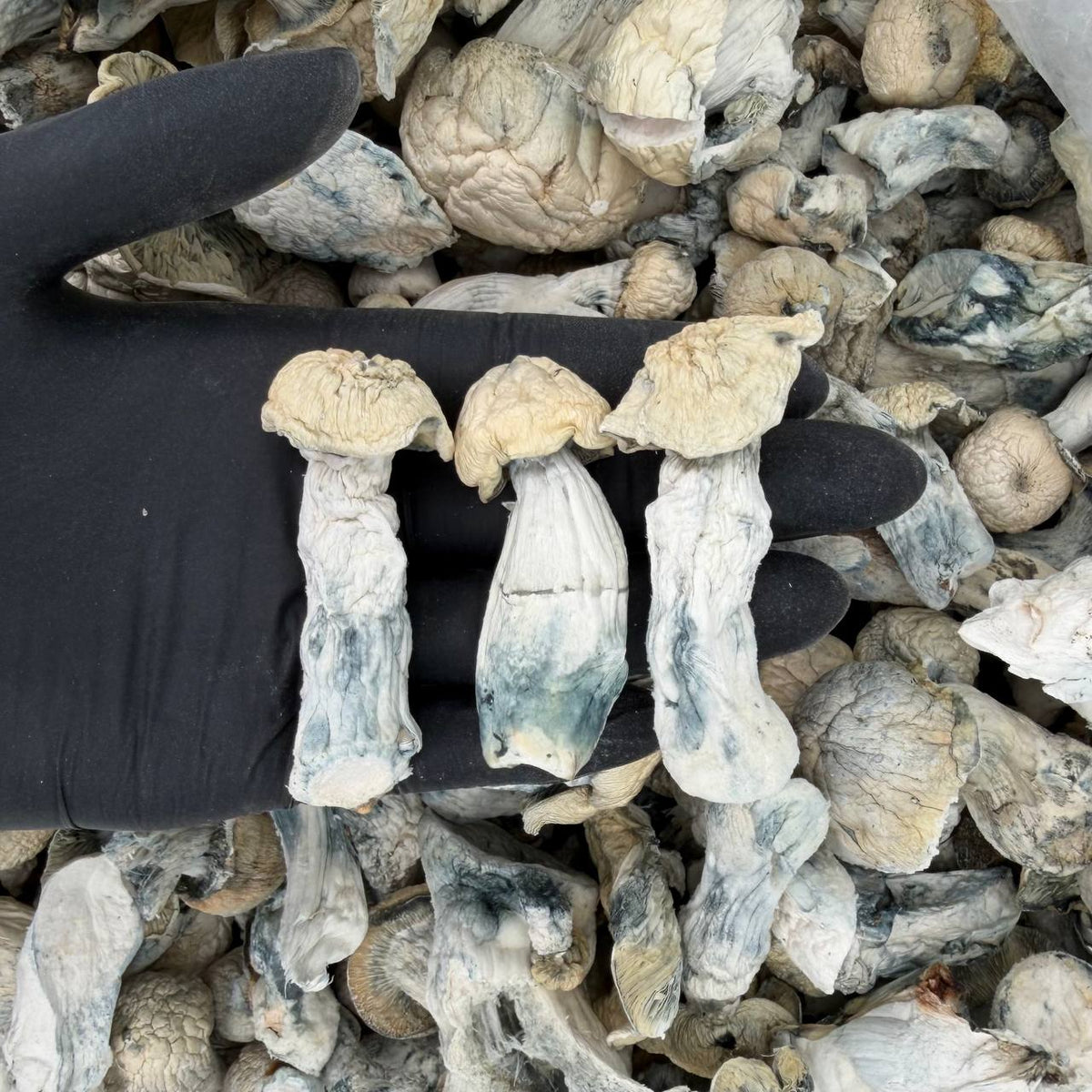 Silver Veil Psilocybe cubensis mushrooms