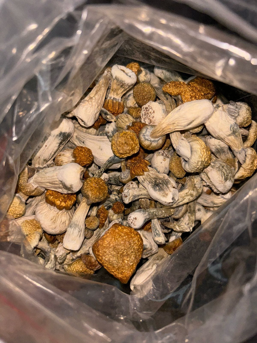 Blue Meanie Mushrooms