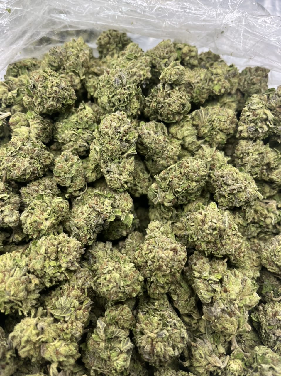 Northern lights Greenhouse (Bulk)