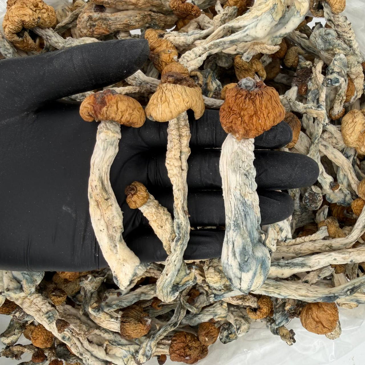 Lunar Drift Psilocybe cubensis mushrooms
