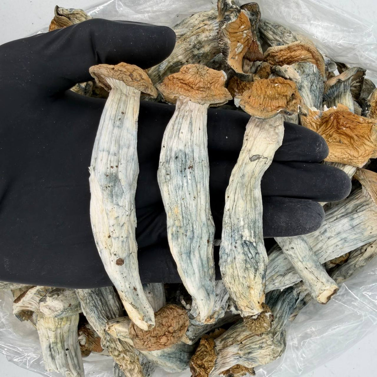 Mushroom Sampler Pack